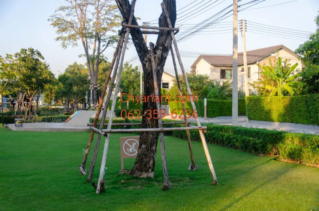 ควรถอดค้ำยันต้นไม้เมื่อไร ดูอะไรบ้างก่อนถอด