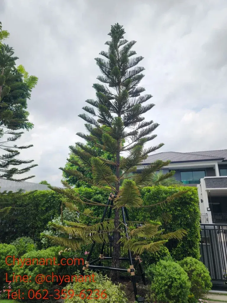ขาโครงค้ำยันในบริบทของทางเดินและแปลงสวน