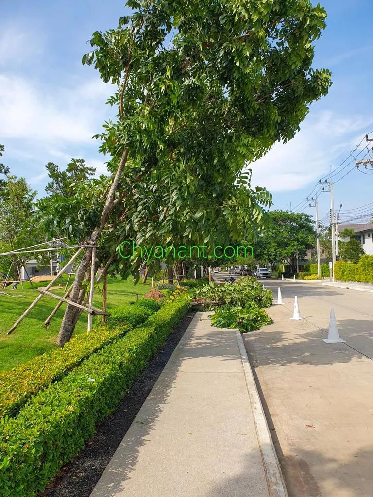 ตรวจ ดูแล ปรับ และถอดระบบค้ำยันต้นไม้อย่างไร