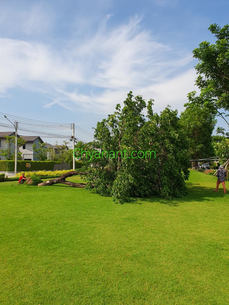 โครงเหล็กค้ำยันต้นไม้ (Steel Tree Supports)